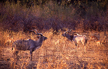 kudu botswana